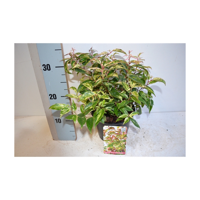 <h4>Leucothoe fontanesiana 'Makijaz'</h4>