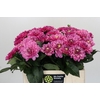 Dahlia Annamarie