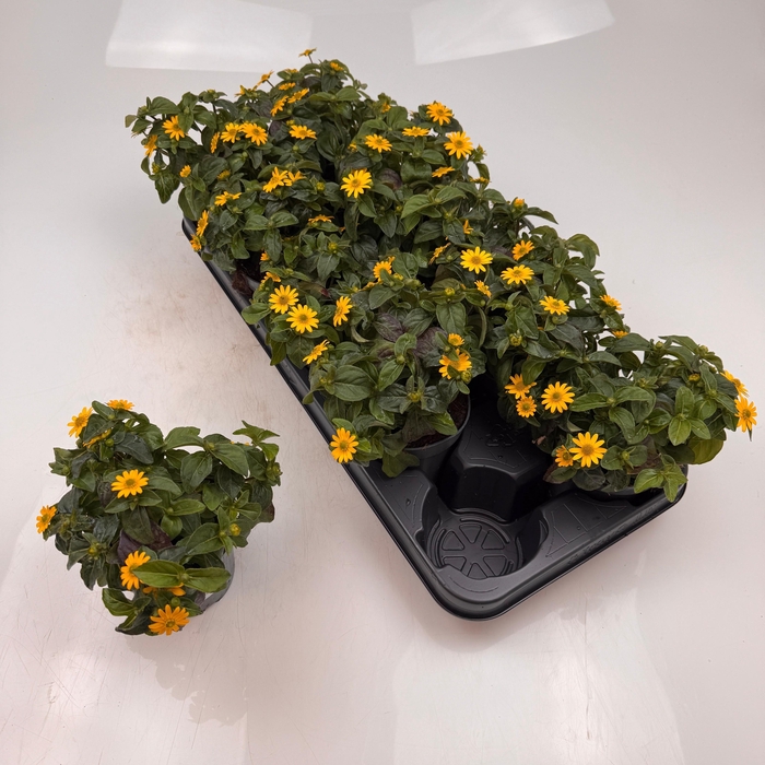 <h4>SANV PROCUMBENS</h4>