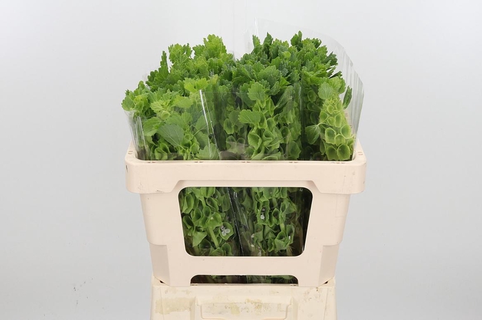 <h4>Moluccella Overig</h4>