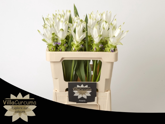 <h4>CURC AL SIAM SHINE WHITE</h4>