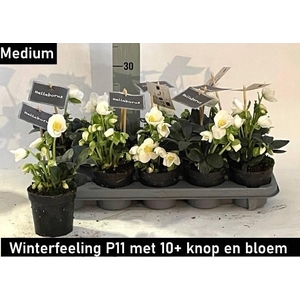 HELLEB NI WINTER FLEUR P12 10+