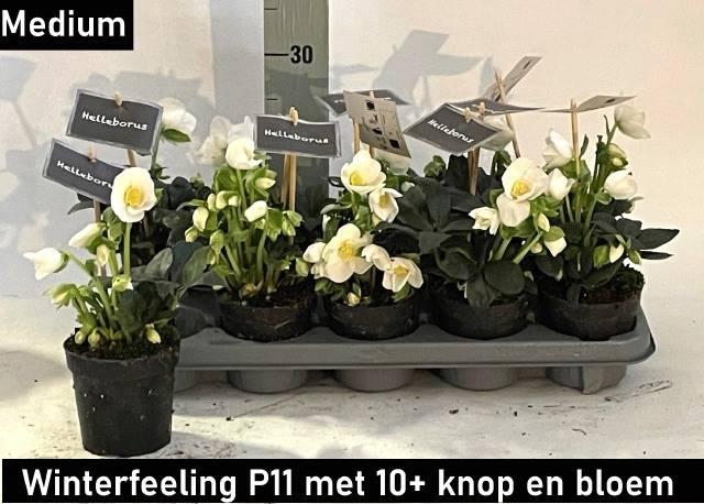 <h4>HELLEB NI WINTER FLEUR P12 10+</h4>