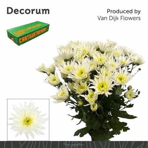 CHR T DELIAN WHITE