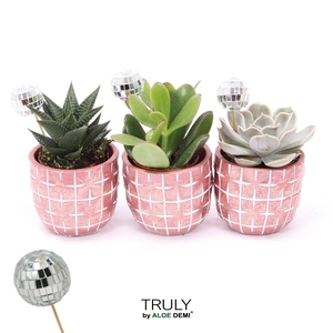 TRULY Succulent, Disco Mosaic Red Disco