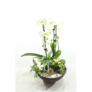 7110 EBBI CASCADE WIT