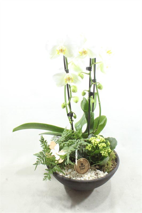 <h4>4275 X2 EBBI CASCADE</h4>