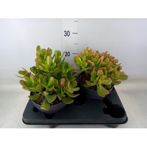Crassula ovata 'Sunset'