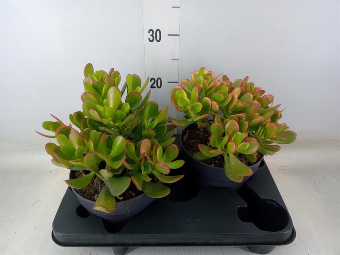 <h4>Crassula ovata 'Sunset'</h4>
