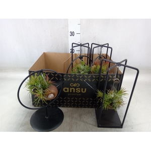 Tillandsia