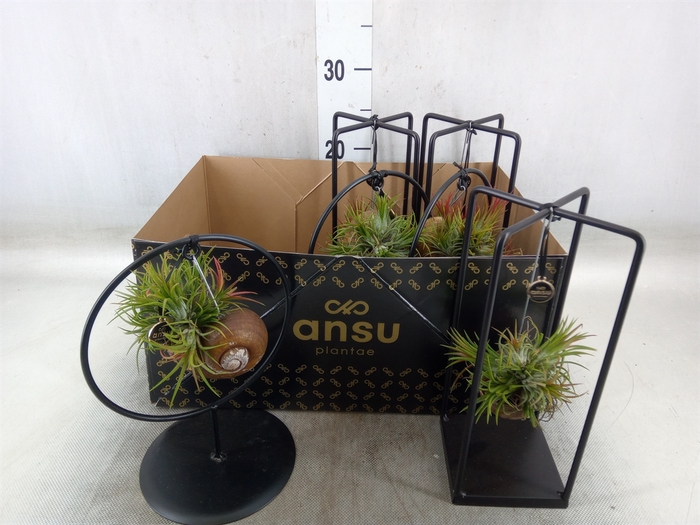 <h4>Tillandsia</h4>