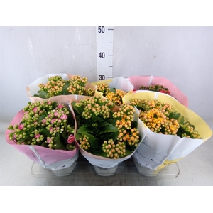 Kalanchoe blos.   ..rosebud mix GR