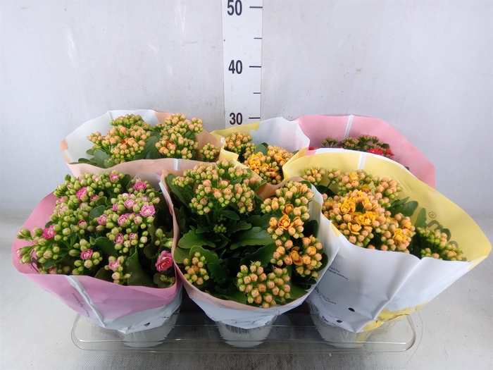<h4>Kalanchoe blos.   ..rosebud mix GR</h4>