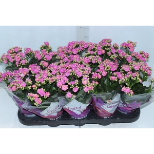 KALANCHOE DOBRADO P11 ROSA