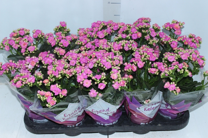 <h4>KALANCHOE DOBRADO P11 ROSA</h4>