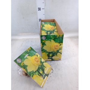 Flowerbulbs, corns or tubers   ...