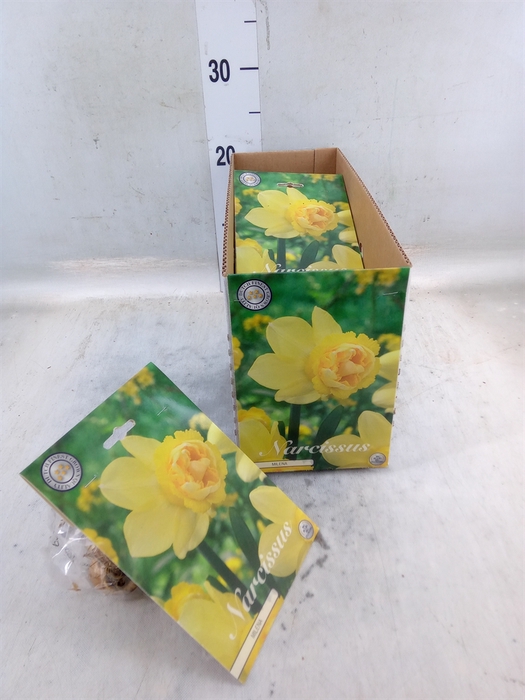 <h4>Flowerbulbs, corns or tubers   ...</h4>