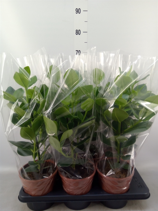 <h4>Clusia rosea 'Princess'</h4>