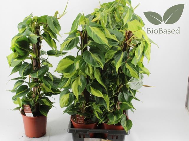 <h4>Philodendron scand. 'Brasil'</h4>