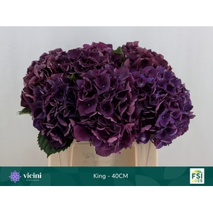 HYDR M ROYAL KING