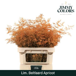 Lim Bel L90 Apricot