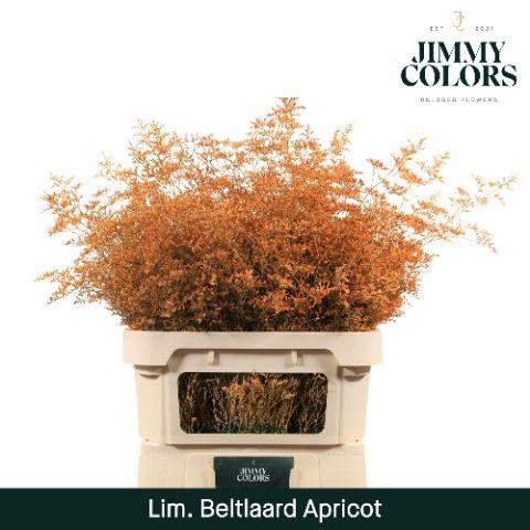 <h4>Lim Bel L90 Apricot</h4>