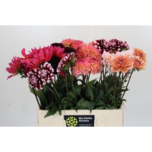 Dahlia Gemengd in fust