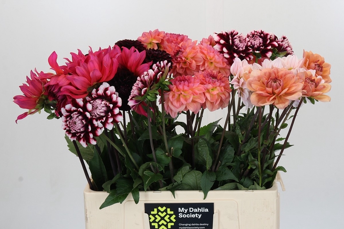 <h4>Dahlia Gemengd in fust</h4>