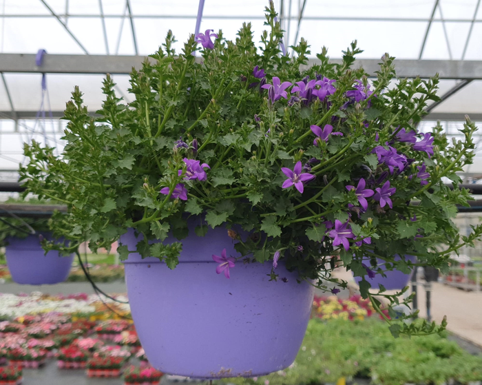 <h4>Campanula overig</h4>