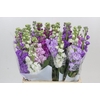 Matthiola Iron Rainbow Mix