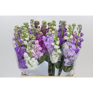 Matthiola Mix