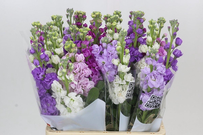 Matthiola Iron Rainbow Mix