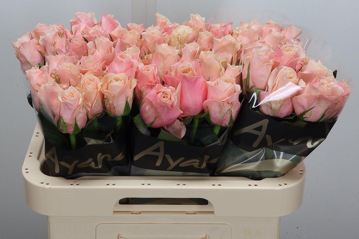 <h4>R Gr Pretty Pillow</h4>