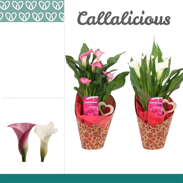 <h4>Zantedeschia Roze/Wit in Potcover Hearts LOVE</h4>