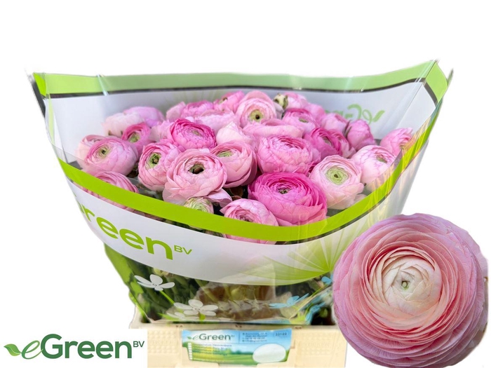 <h4>Ran Am Marshmallow</h4>