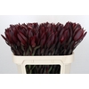 Leucadendron Saf Sunset Dark Red