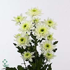 DI BARB AM NEON PURP