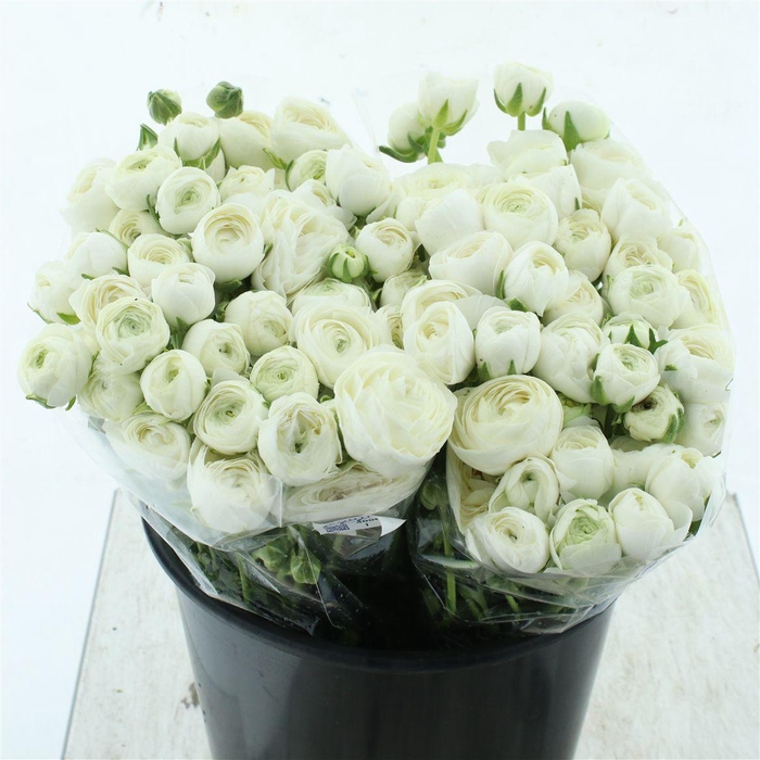 <h4>Ran El Sr White Extra</h4>