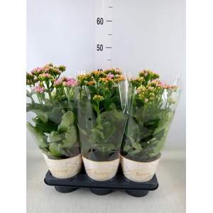 Kalanchoe   ...
