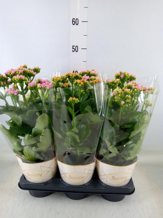 <h4>Kalanchoe   ...</h4>