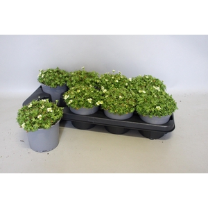 Saxifraga x arendsii White'