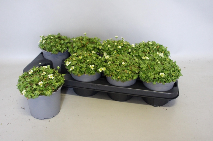 <h4>Saxifraga x arendsii White'</h4>