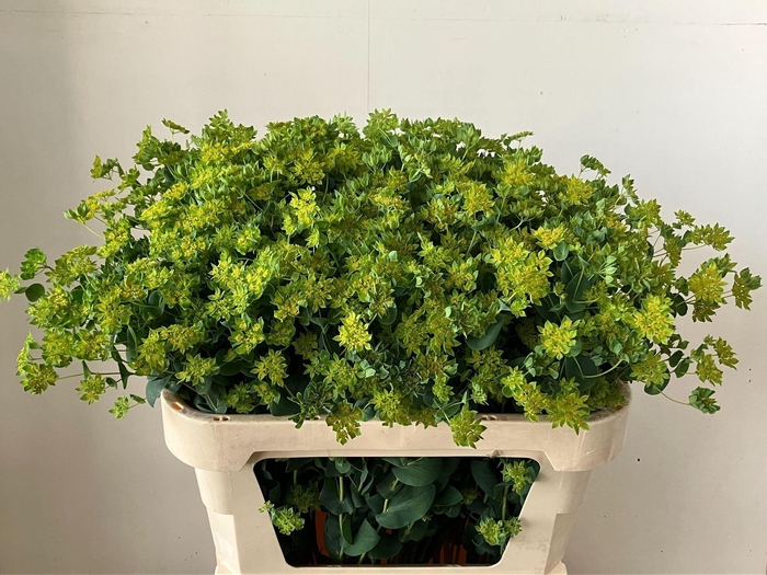 <h4>BUPLEURUM ROTUNDIFOLIU</h4>