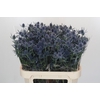 Eryngium Blue Dynamite