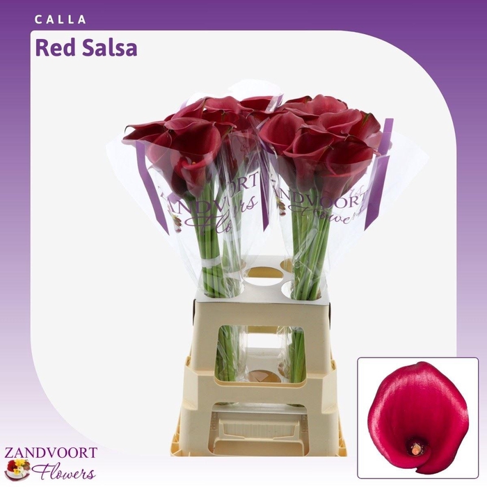 <h4>Calla Red Salsa</h4>