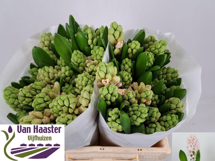 <h4>HYAC CHINA PINK</h4>