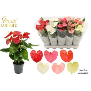 Anthurium 12 cm 6 color mix in Haute Couture sleeve