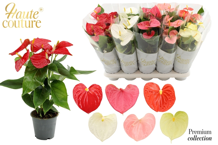 <h4>Anthurium 12 cm 6 color mix in Haute Couture sleeve</h4>