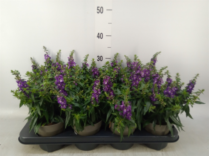 <h4>Angelonia  'Angelina Dark Blue'</h4>
