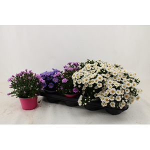 ASTER D ALPHA PINK